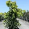 Taxus Baccata Dovastonii Aurea - If Doré 2 Taxus Baccata Dovastonii Aurea - If Doré -magasin de plantes Taxus baccata Dovastonii Aurea 84348 1
