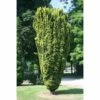 Taxus Baccata Fastigiata Aurea - If Commun Doré -magasin de plantes Taxus baccata Fastigiata Aurea 87351 1