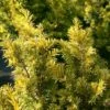 If Commun - Taxus Baccata Kupfergold -magasin de plantes Taxus baccata Kupfergold copyright 1002851 1