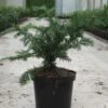 Taxus Baccata Repandens - If Commun -magasin de plantes Taxus baccata Repandens 84351 1