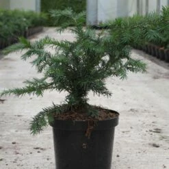 Taxus Baccata Repandens - If Commun