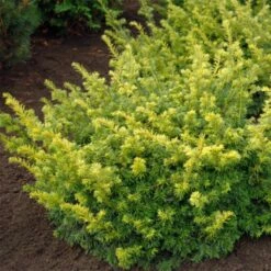 Taxus Baccata Summergold - If Commun Doré