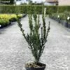 Taxus Media Hillii - If Hybride 2 Taxus Media Hillii - If Hybride -magasin de plantes Taxus media Hillii 87355 1
