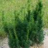 Taxus X Media Hicksii - If Hybride 2 Taxus X Media Hicksii - If Hybride -magasin de plantes Taxus x media Hicksii 82230 1