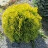 Thuya Du Canada - Thuja Occidentalis Amber Glow 1 Thuya Du Canada - Thuja Occidentalis Amber Glow -magasin de plantes Thuja occidentalis Amber Glow LD 1008781 1