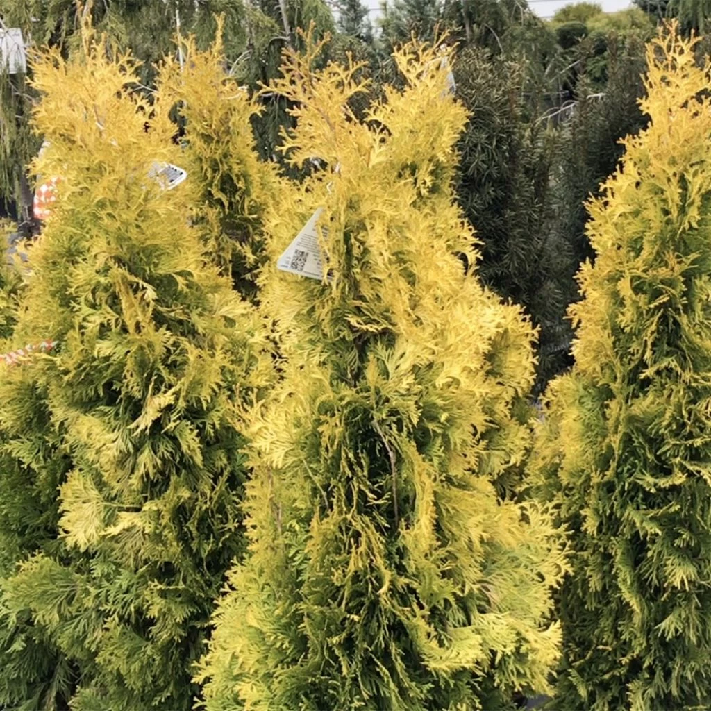 Thuya Du Canada - Thuja Occidentalis Jantar 3 Thuya Du Canada - Thuja Occidentalis Jantar