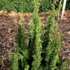 Thuya Du Canada - Thuja Occidentalis Malonyana Holub