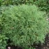 Thuya Du Canada - Thuja Occidentalis Mr Bowling Ball -magasin de plantes Thuja occidentalis Mr Bowling Ball 0767002 1