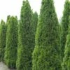 Thuja Occidentalis Totem Smaragd - Thuya Du Canada 1 Thuja Occidentalis Totem Smaragd - Thuya Du Canada -magasin de plantes Thuja occidentalis Totem Smaragd 15214 1