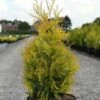 Thuya Du Canada - Thuja Occidentalis Yellow Ribbon.