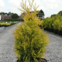 Thuya Du Canada - Thuja Occidentalis Yellow Ribbon.
