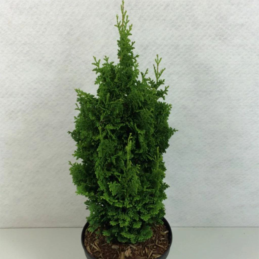 Thuya Du Canada - Thuja Occidentalis Zmatlik 3 Thuya Du Canada - Thuja Occidentalis Zmatlik