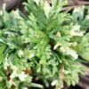 Thuja Orientalis Fleck - Thuya De Chine Ou Thuya D'Orient 1 Thuja Orientalis Fleck - Thuya De Chine Ou Thuya D'Orient -magasin de plantes Thuja orientalis Fleck Thuya de Chine ou Thuya d Orient LD 1008862 1