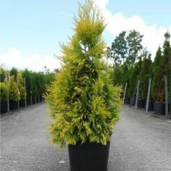 Thuya Géant - Thuja Plicata 4 Ever Goldy
