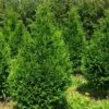 Thuja Plicata Can-Can - Thuya Compact -magasin de plantes Thuja plicata Can Can V 1002292 1