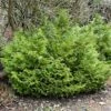 Thujopsis Dolobrata Nana 2 Thujopsis Dolobrata Nana -magasin de plantes Thujopsis dolobrata Nana 87364 1 1