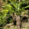 Palmier De Chine - Trachycarpus Fortunei -magasin de plantes Trachycarpus fortunei copyright 95262 1