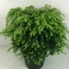 Tsuga Canadensis Jeddeloh - Pruche Du Canada -magasin de plantes Tsuga canadensis Jeddeloh 774002 1