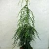 Pruche Du Canada - Tsuga Canadensis Pendula -magasin de plantes Tsuga canadensis Pendula 776002 1