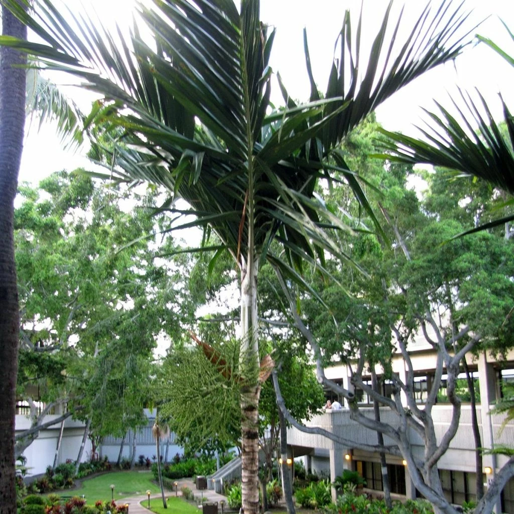 Veitchia Joannis - Palmier Des îles Fidji 3 Veitchia Joannis - Palmier Des îles Fidji