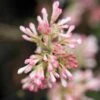 Viorne D'hiver - Viburnum Bodnantense Charles Lamont. 1 Viorne D'hiver - Viburnum Bodnantense Charles Lamont. -magasin de plantes Viburnum bodnantense Charles Lamont 84373 1