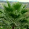 Washingtonia Robusta - Palmier Du Mexique 2 Washingtonia Robusta - Palmier Du Mexique -magasin de plantes Washingtonia robusta 82235 1