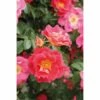 Rosier Grimpant Climbing Max Bajazzo® 2 Rosier Grimpant Climbing Max Bajazzo® -magasin de plantes bajazzo2