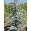 Cèdre Bleu De L'Atlas - Cedrus Libani Atlantica Horstmanns Silberspitz 1 Cèdre Bleu De L'Atlas - Cedrus Libani Atlantica Horstmanns Silberspitz -magasin de plantes cedrus libani atlantica horstmanns silberspitz 100432 1