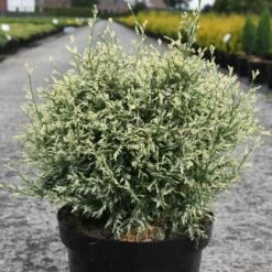 Chamaecyparis Lawsoniana Pearly Swirls - Cyprès De Lawson