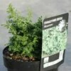 Cyprès Hinoki Du Japon - Chamaecyparis Obtusa Maureen 2 Cyprès Hinoki Du Japon - Chamaecyparis Obtusa Maureen -magasin de plantes chamaecyparis obtusa maureen en pot de 2l 3l 1000762 3