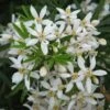 Choisya White Dazzler - Oranger Du Mexique Nain 1 Choisya White Dazzler - Oranger Du Mexique Nain -magasin de plantes choisya ternata white dazzler 781509 1