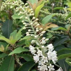 Clethra Barbinervis Great Star