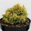 Cryptomeria Japonica Twinkle Toes -magasin de plantes cryptomeria japonica twinkle toes 100479 1
