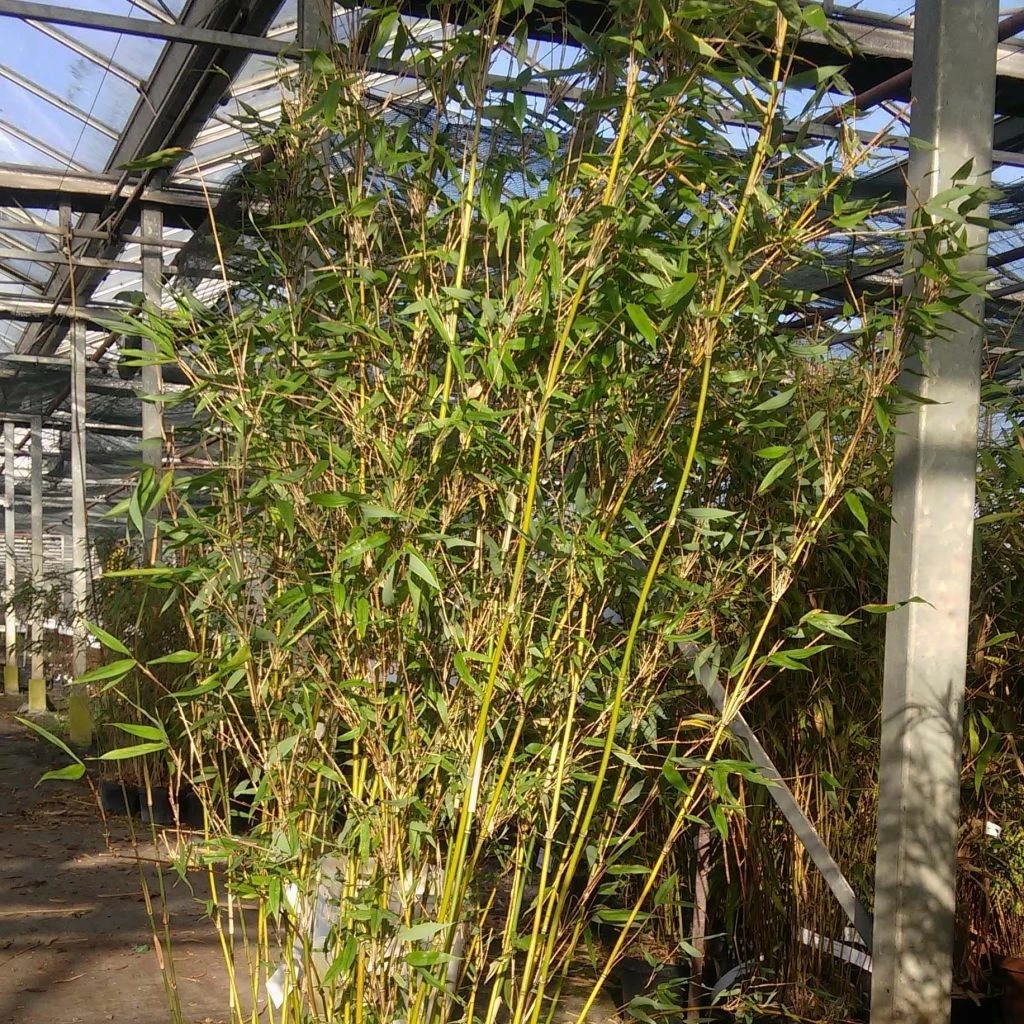 Fargesia Denudata Lancaster 1 - Bambou Non Traçant. 3 Fargesia Denudata Lancaster 1 - Bambou Non Traçant.