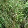 Bambou Non Traçant - Fargesia Murielae Bimbo 2 Bambou Non Traçant - Fargesia Murielae Bimbo -magasin de plantes fargesia murielae bimbo 84601 1