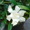 Gardenia Jasminoides Perfumed Petticoats 1 Gardenia Jasminoides Perfumed Petticoats -magasin de plantes gardenia jasminoides perfumed petticoats 83325 1