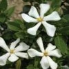 Gardénia Rustique Pinwheel 1 Gardénia Rustique Pinwheel -magasin de plantes gardenia pinwheel copyright plantipp 1