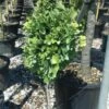 Ginkgo Biloba Chris Dwarf 2 Ginkgo Biloba Chris Dwarf -magasin de plantes ginkgo biloba chris dwarf 100627 1