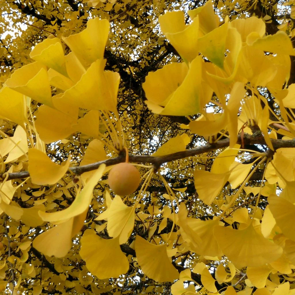 Ginkgo Biloba - Arbre Aux Quarante écus 3 Ginkgo Biloba - Arbre Aux Quarante écus