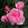 Rosier Grimpant Parfuma Kiss Me Kate 2 Rosier Grimpant Parfuma Kiss Me Kate -magasin de plantes kiss me kate 1diwrcua6gahbj
