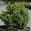 Épicéa - Picea Abies Jalako Gold -magasin de plantes picea abies jalako gold 100767 1