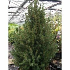 Picea Glauca December - Épinette Blanche
