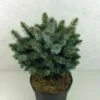 Épicéa De Sitka - Picea Sitchensis Silberzwerg 1 Épicéa De Sitka - Picea Sitchensis Silberzwerg -magasin de plantes picea sitchensis silberzwerg 100779 1