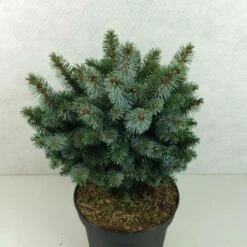 Épicéa De Sitka - Picea Sitchensis Silberzwerg