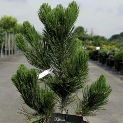 Pin - Pinus Heldreichii Satellit
