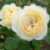 Rosier Tige David Austin Claire Austin 2 Rosier Tige David Austin Claire Austin -magasin de plantes rosier claire austin 66524 1 1