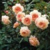 Rosier David Austin A Shropshire Lad 1 Rosier David Austin A Shropshire Lad -magasin de plantes rosier david austin a shropshire lad 665312 1