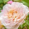Rosier David Austin Emily Brontë 2 Rosier David Austin Emily Brontë -magasin de plantes rosier david austin emily bronte 857562 2