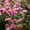 Rosier David Austin Gertrude Jekyll 2 Rosier David Austin Gertrude Jekyll -magasin de plantes rosier david austin gertrude jekyll 665072