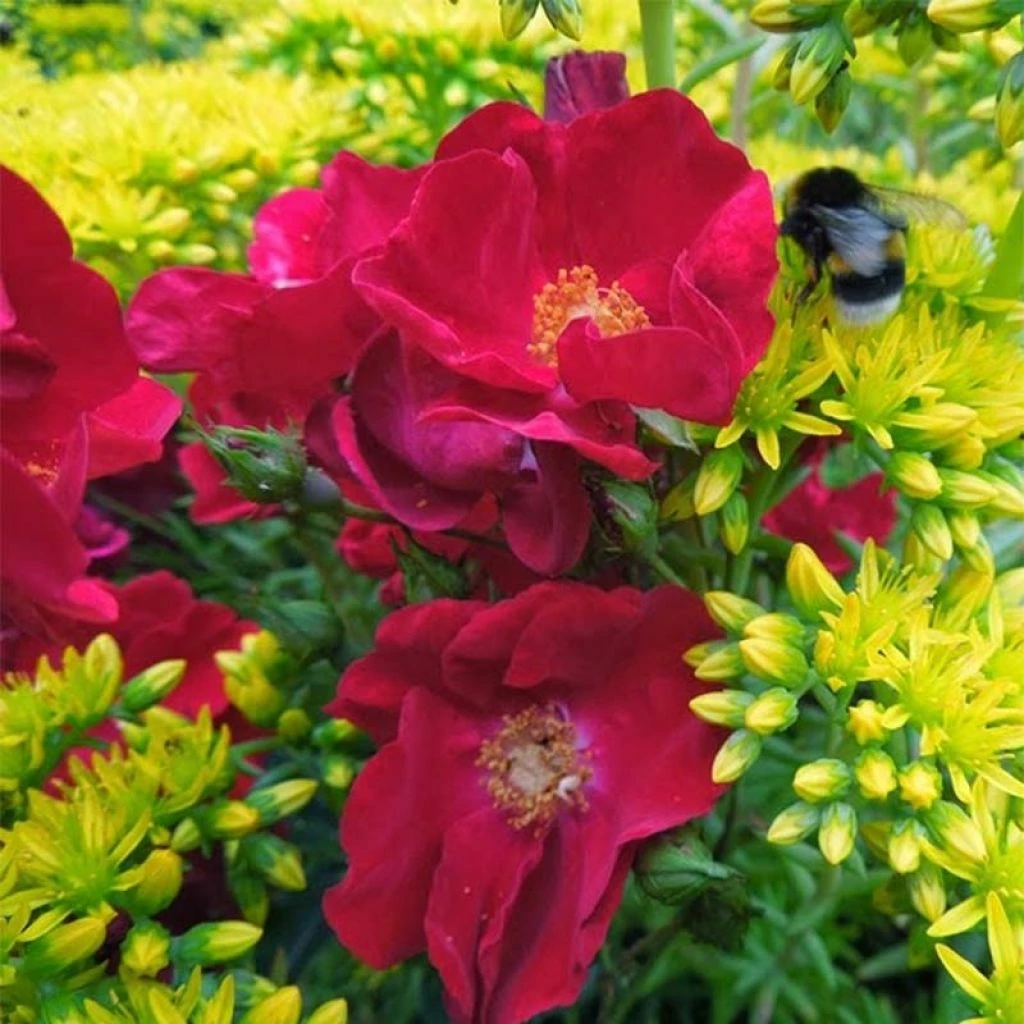 Rosier Décorosiers Vesuvia 3 Rosier Décorosiers Vesuvia